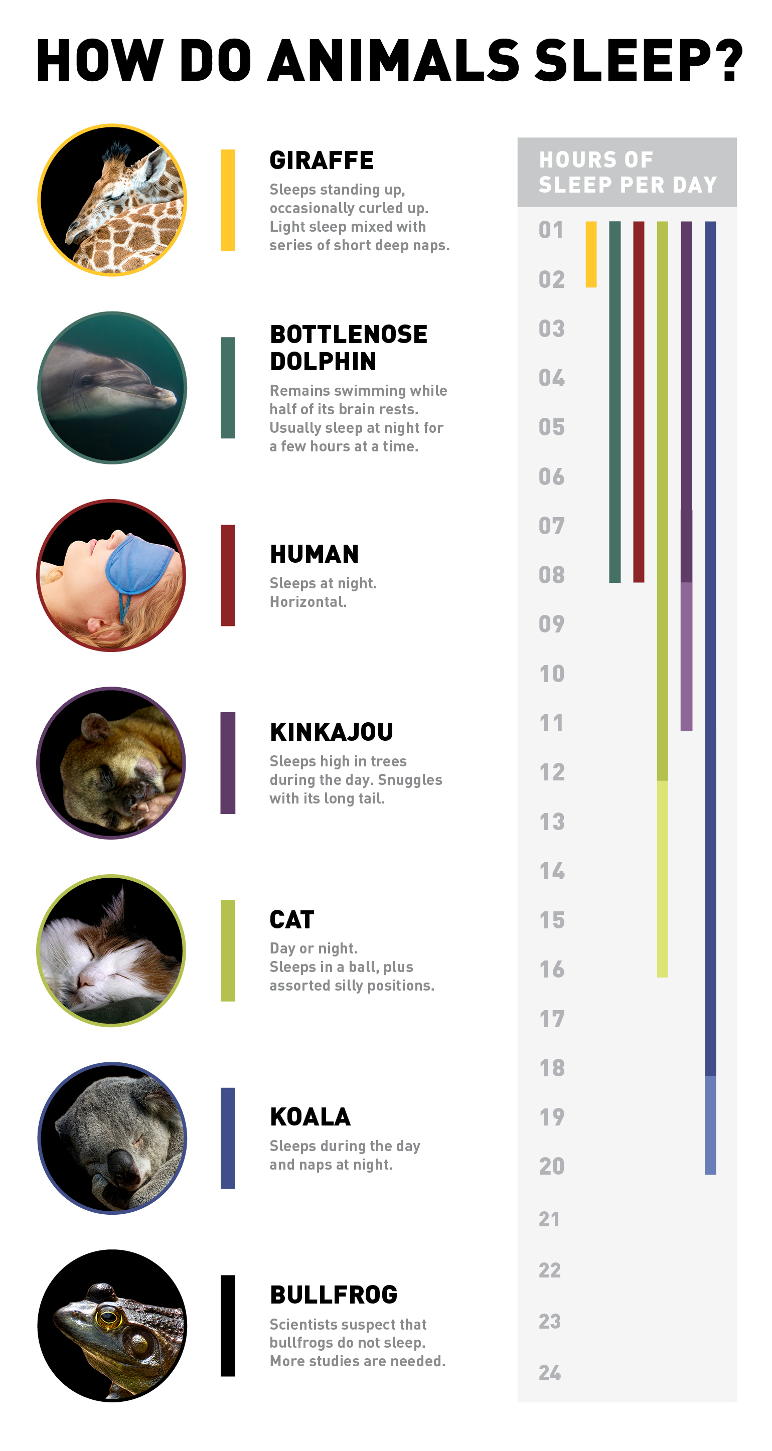 animal-sleep-infographic